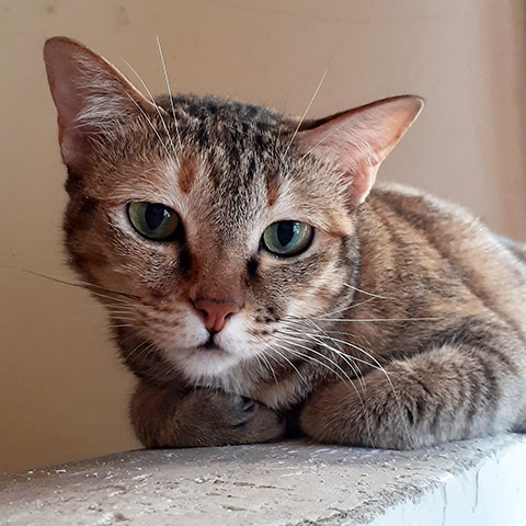 Adopt Hoa | Cat adoption Vietnam Animal Aid and Rescue