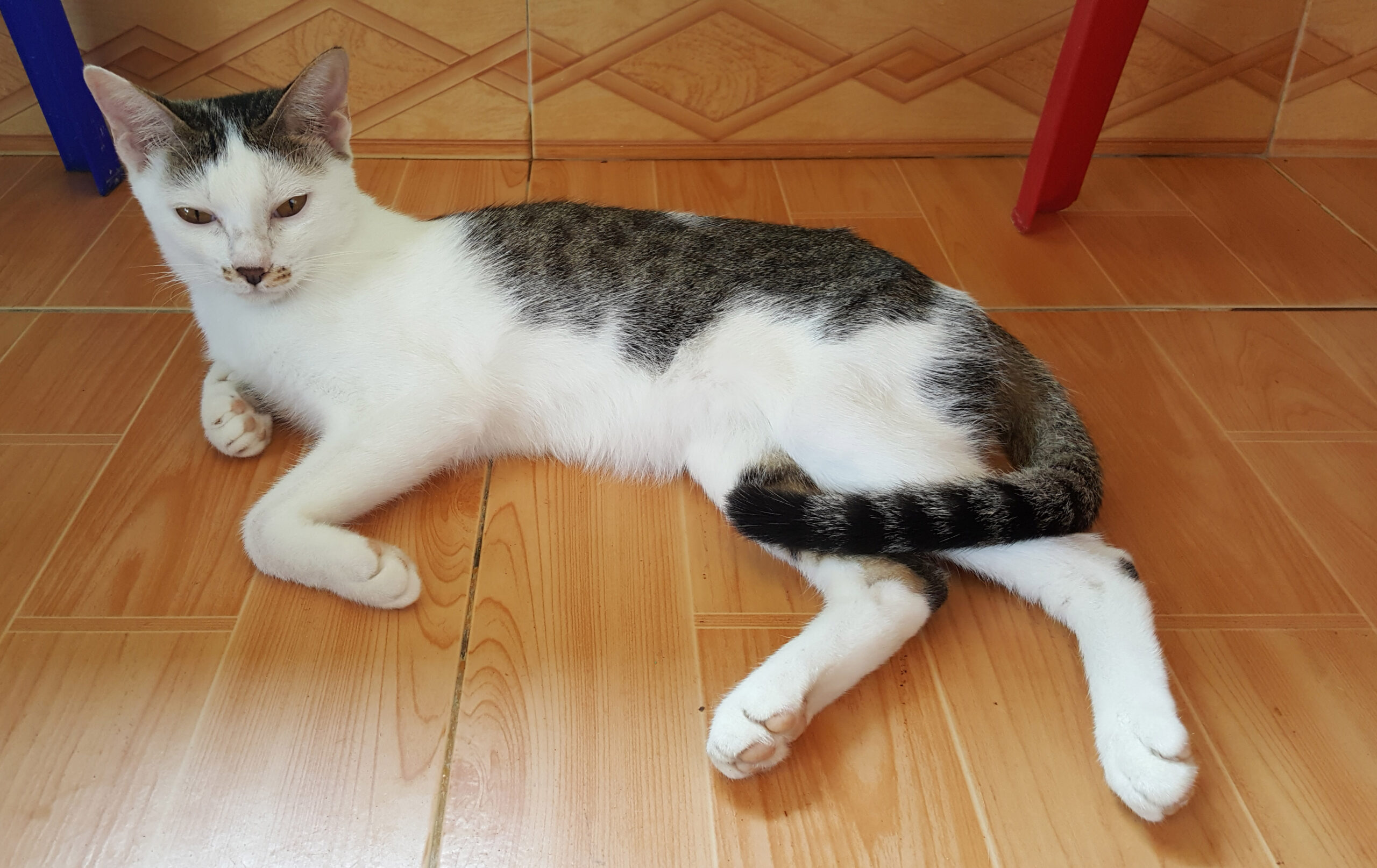 Adopt Indie | Cat adoption Vietnam Animal Aid and Rescue