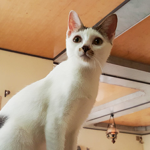 Adopt Indie | Cat adoption Vietnam Animal Aid and Rescue