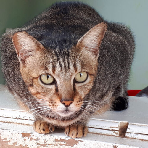 Adopt Lucy | Cat Adoption Vietnam Animal Aid and Rescue