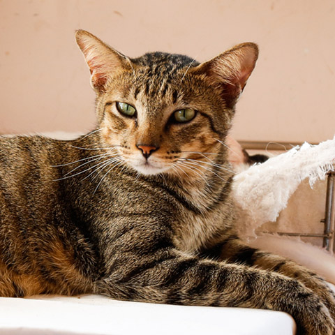 Adopt Ricky | Cat adoption Vietnam Animal Aid and Rescue