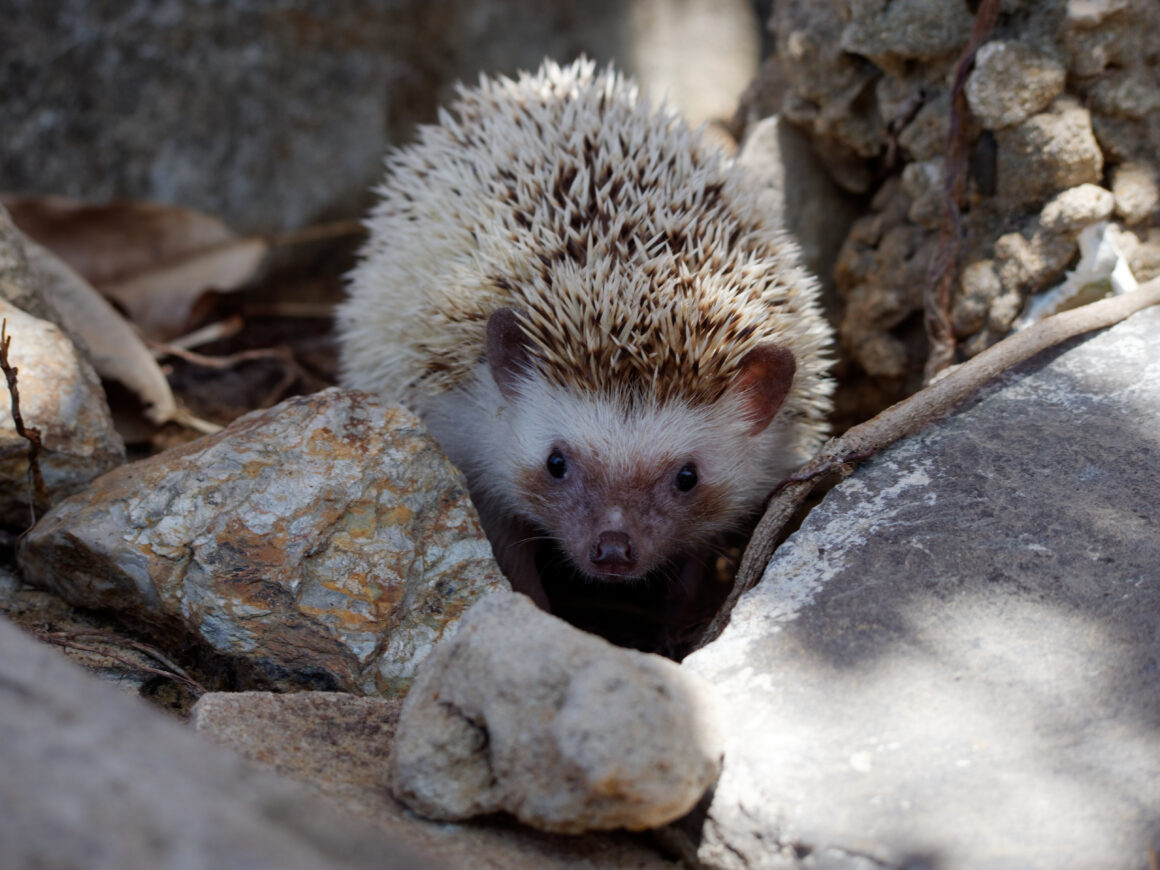 Adopt an African Pygmy Hedgehog | Vietnam Animal Aid and Rescue