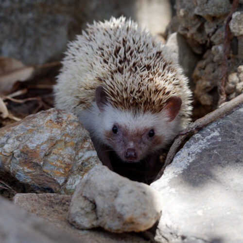 Adopt an African Pygmy Hedgehog | Vietnam Animal Aid and Rescue