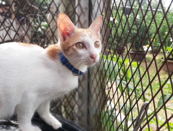 Adopt Bennington | Cat adoption Vietnam Animal Aid and Rescue