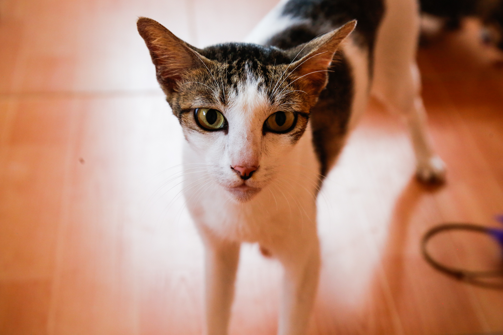 Cats for Adoption | Alfie | Vietnam Animal Aid & Rescue