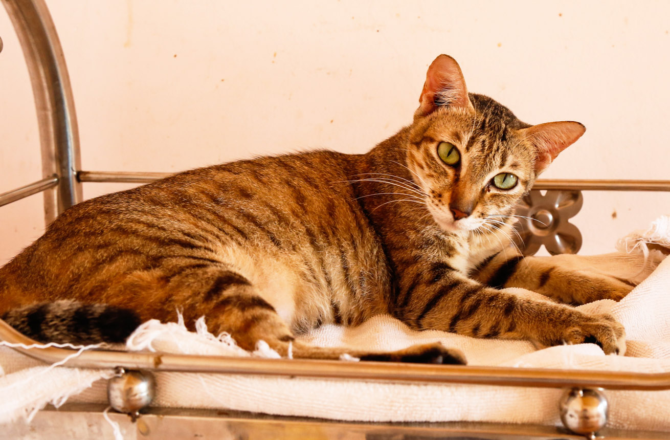 Adopt Frankie | Cat adoption Viietnam Animal Aid and Rescue