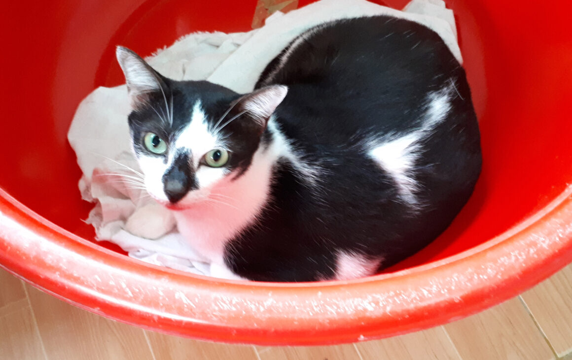 Adopt Jack | Cat adoption Vietnam Animal Aid and Rescue