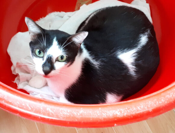 Adopt Jack | Cat adoption Vietnam Animal Aid and Rescue