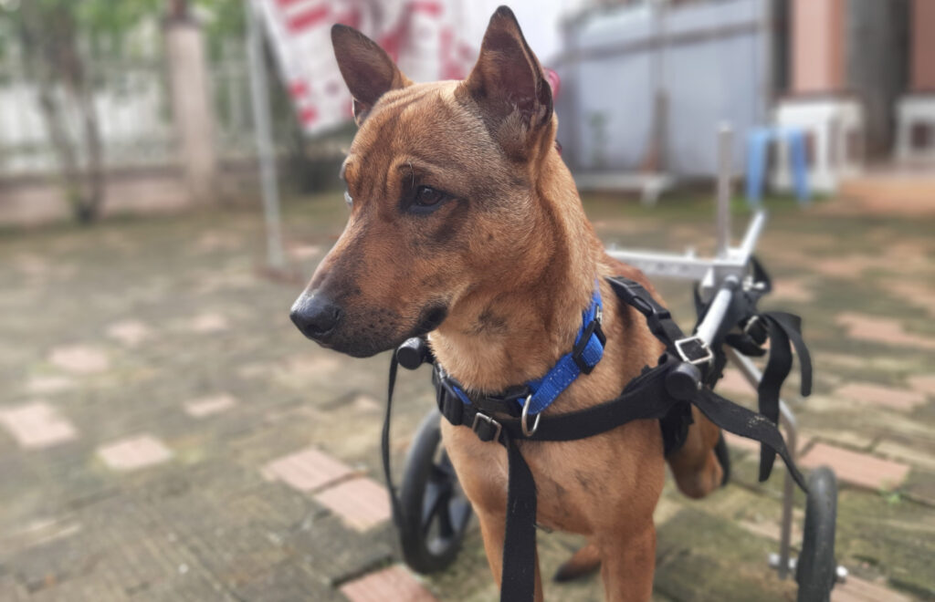 Adopt Jackpot | Dog adoption Vietnam Animal Aid and Rescue