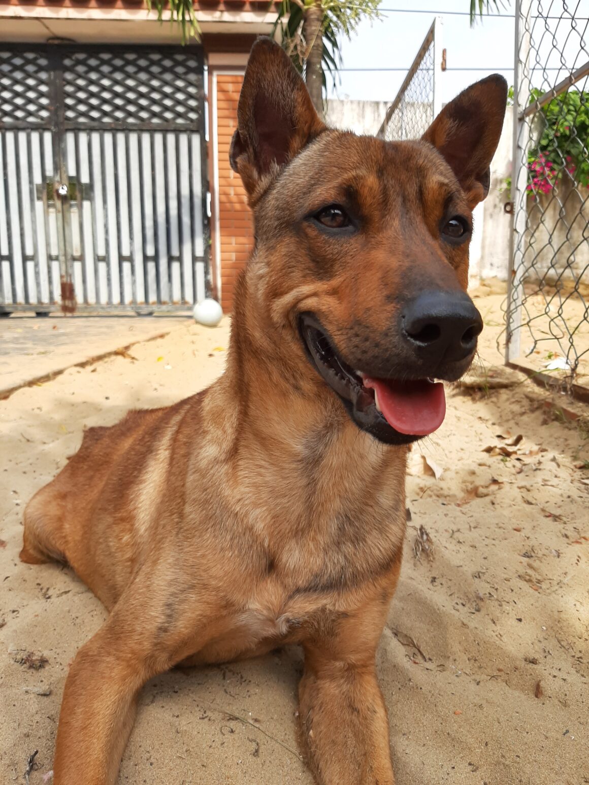 Adopt Jackpot | Dog adoption Vietnam Animal Aid and Rescue