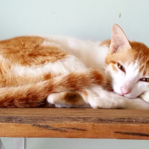 Adopt Shawny | Cat adoption Vietnam Animal Aid and Rescue