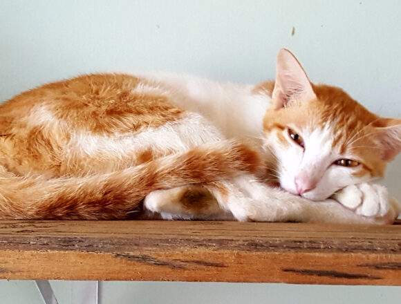 Adopt Shawny | Cat adoption Vietnam Animal Aid and Rescue