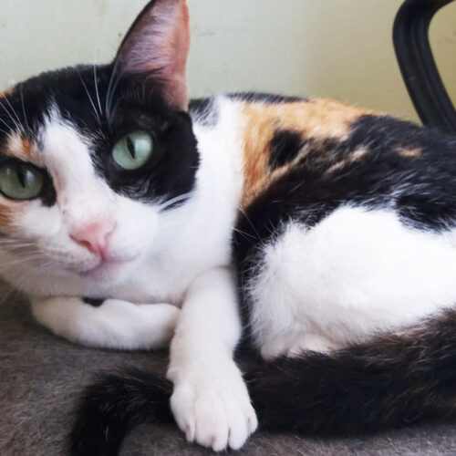 Adopt Luna | Cat adoption Vietnam Animal Aid and Rescue