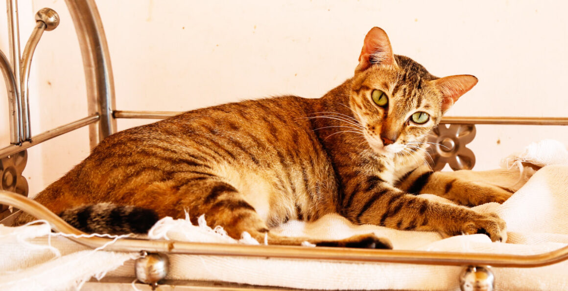 Adopt Frankie | Cat adoption Vietnam Animal Aid & Rescue