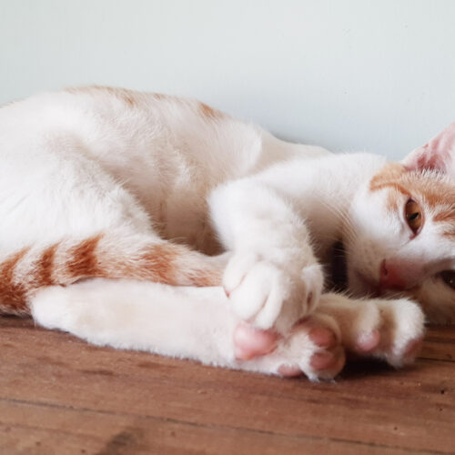 Adopt Keiki | Cat adoption Vietnam Animal Aid and Rescue