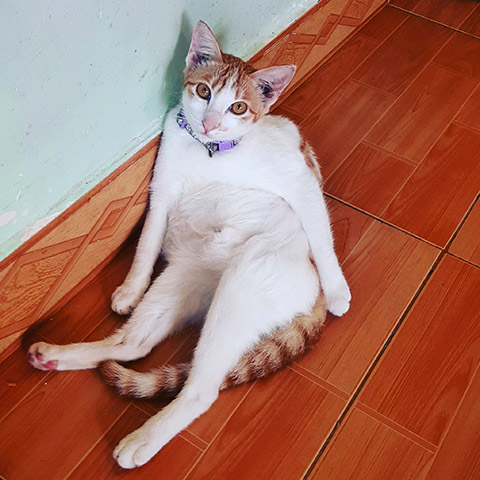 Adopt Keiki | Cat adoption Vietnam Animal Aid and Rescue
