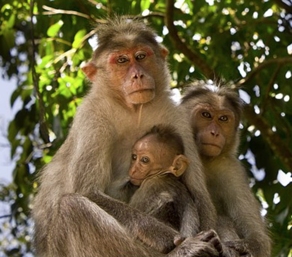 Macaque Monkey Rescue | Vietnam Animal Aid and Rescue