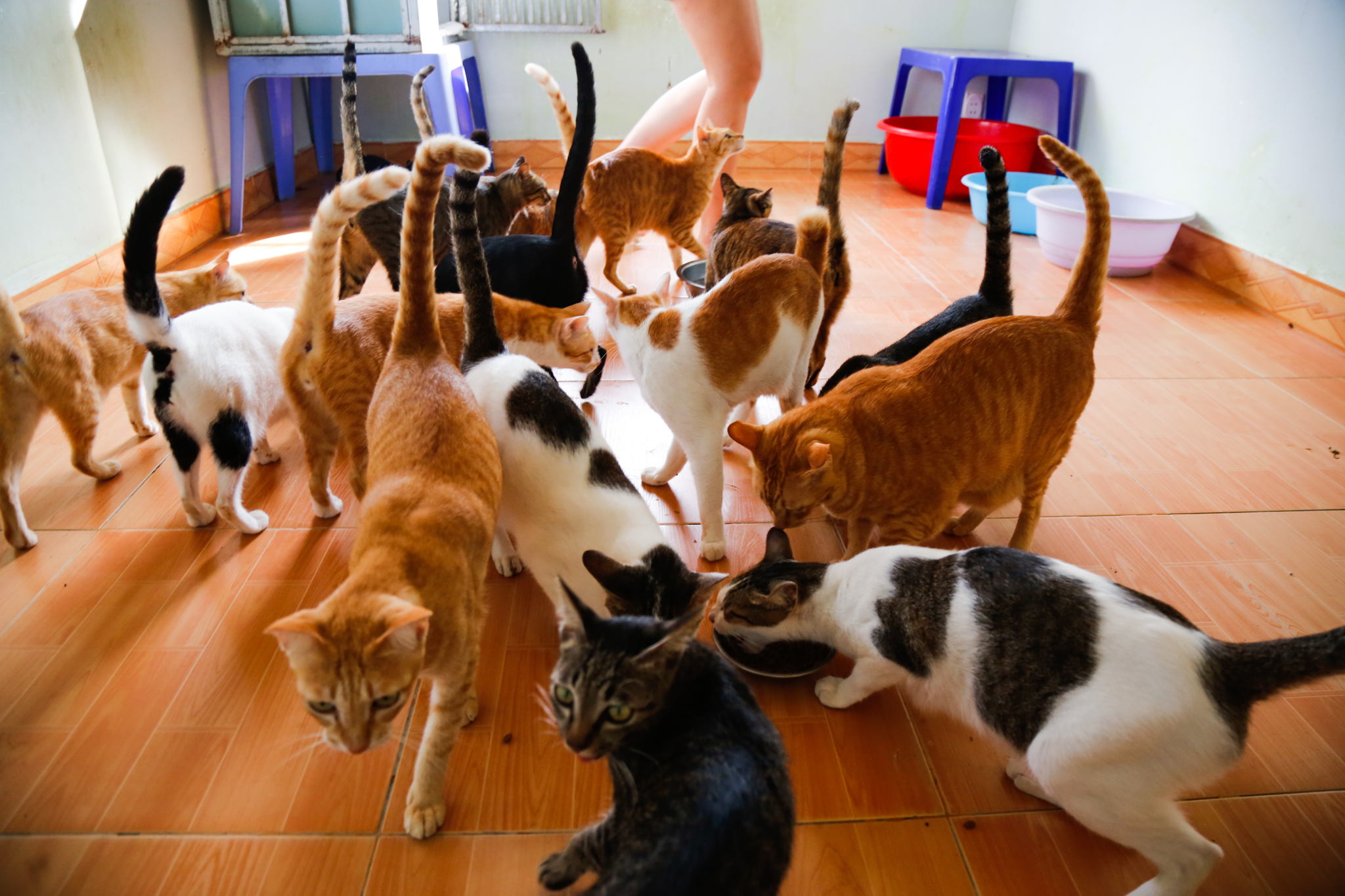Cats at Vietnam Animal Aid and Rescue