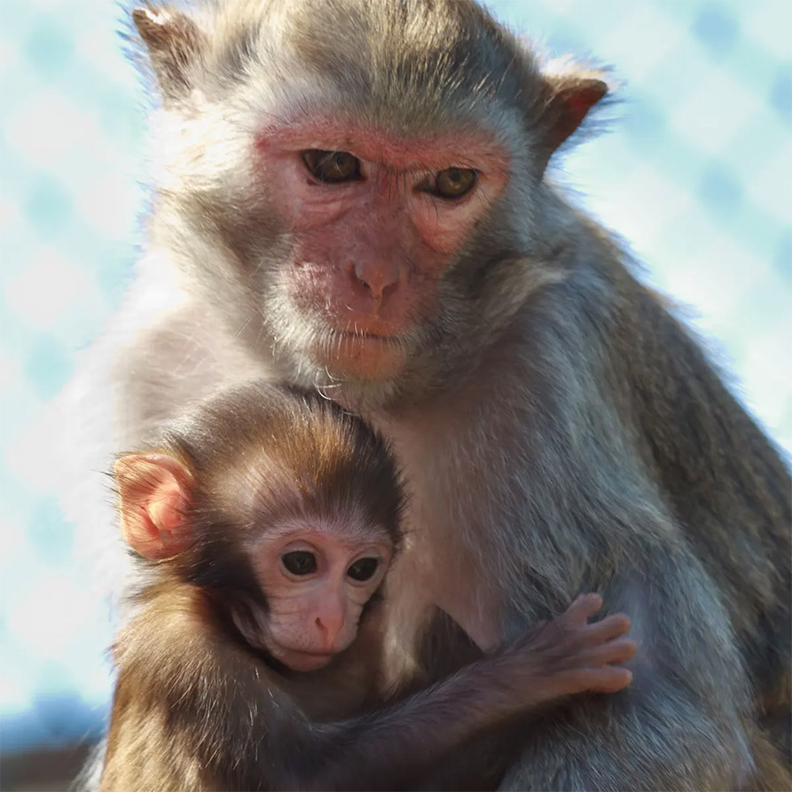 Donate for Macaques | Vietnam Animal Aid and Rescue