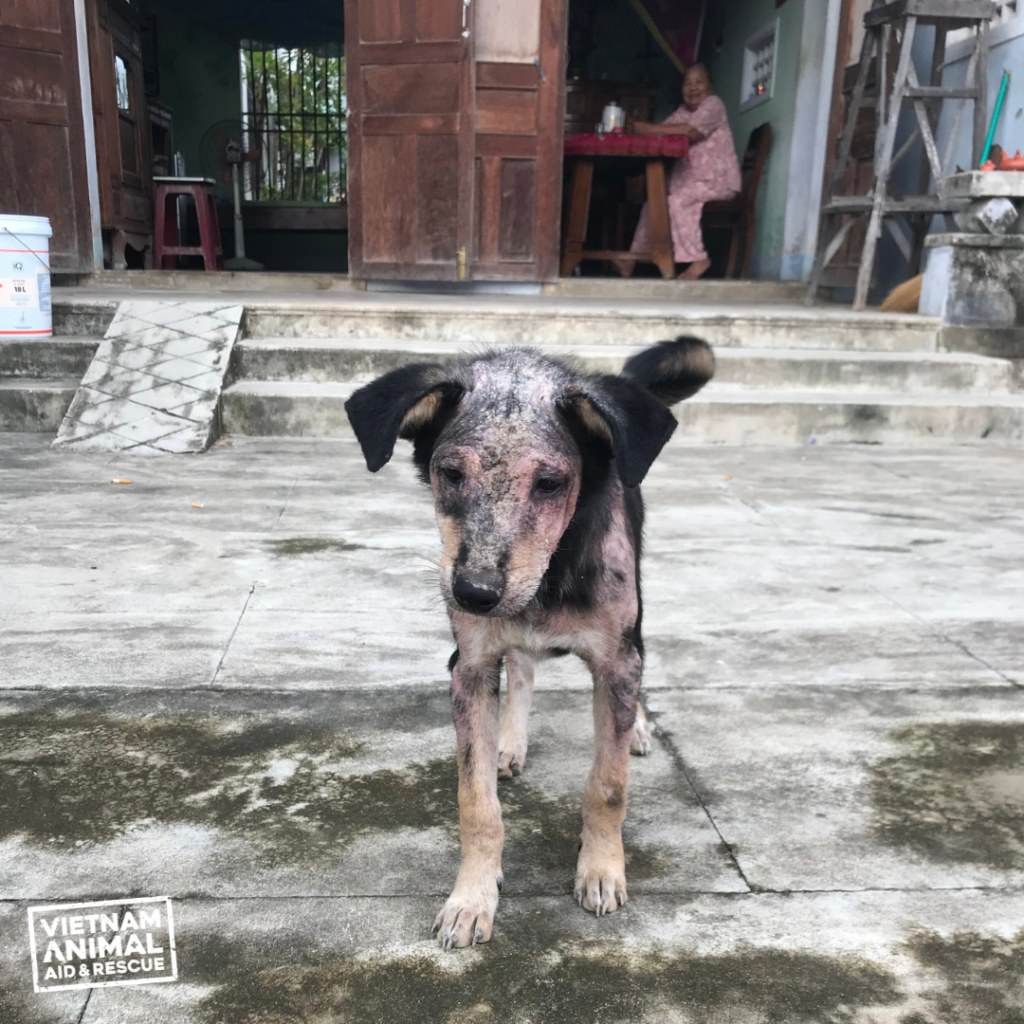 Animal Rescue and Farm Sanctuary - Vietnam Animal Aid and Rescue