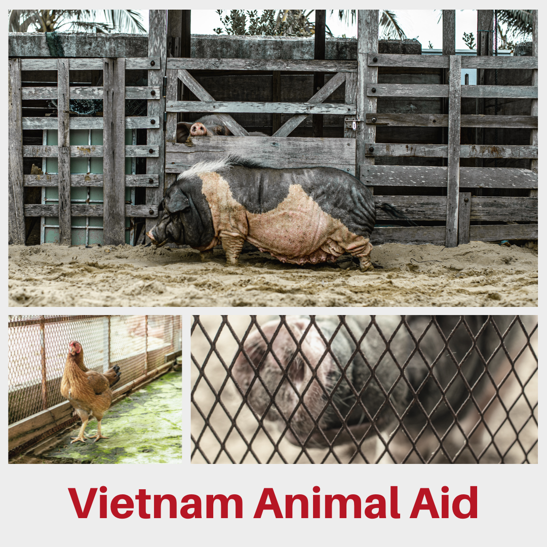 Vietnam Animal Aid 4