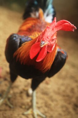 Animal rescue and farm sanctuary