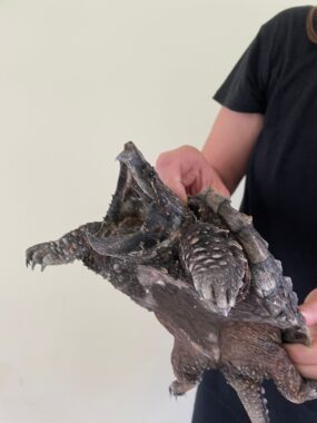 wildlife rescue